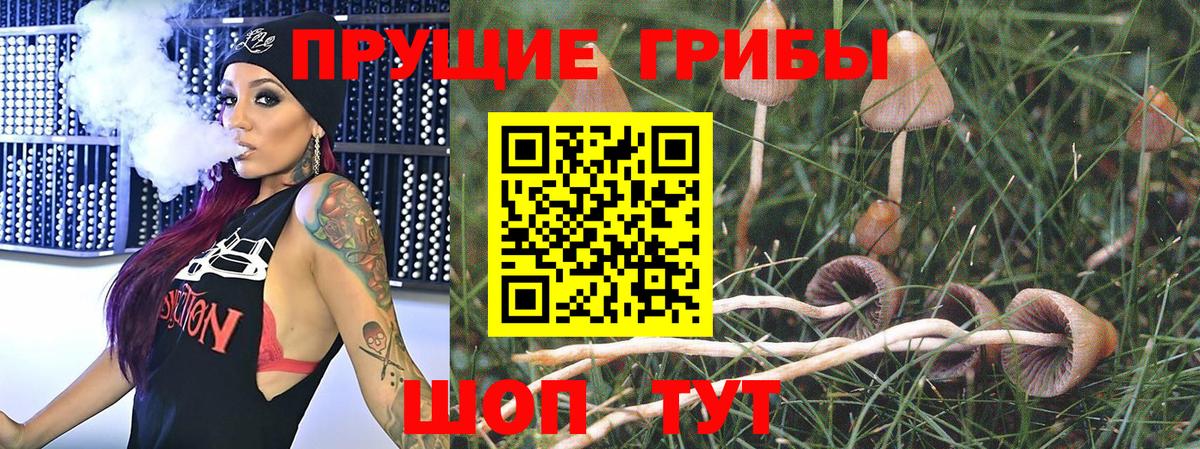 купить наркотики сайты  Вход с VPN  Аргун  Галлюциногенные грибы мицелий 